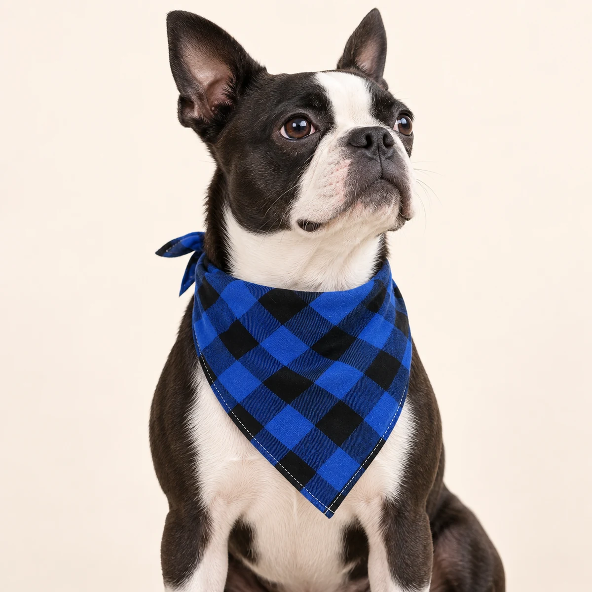 A Boston Terrier wearing the blue checked bandana, with its full triangular front visible.