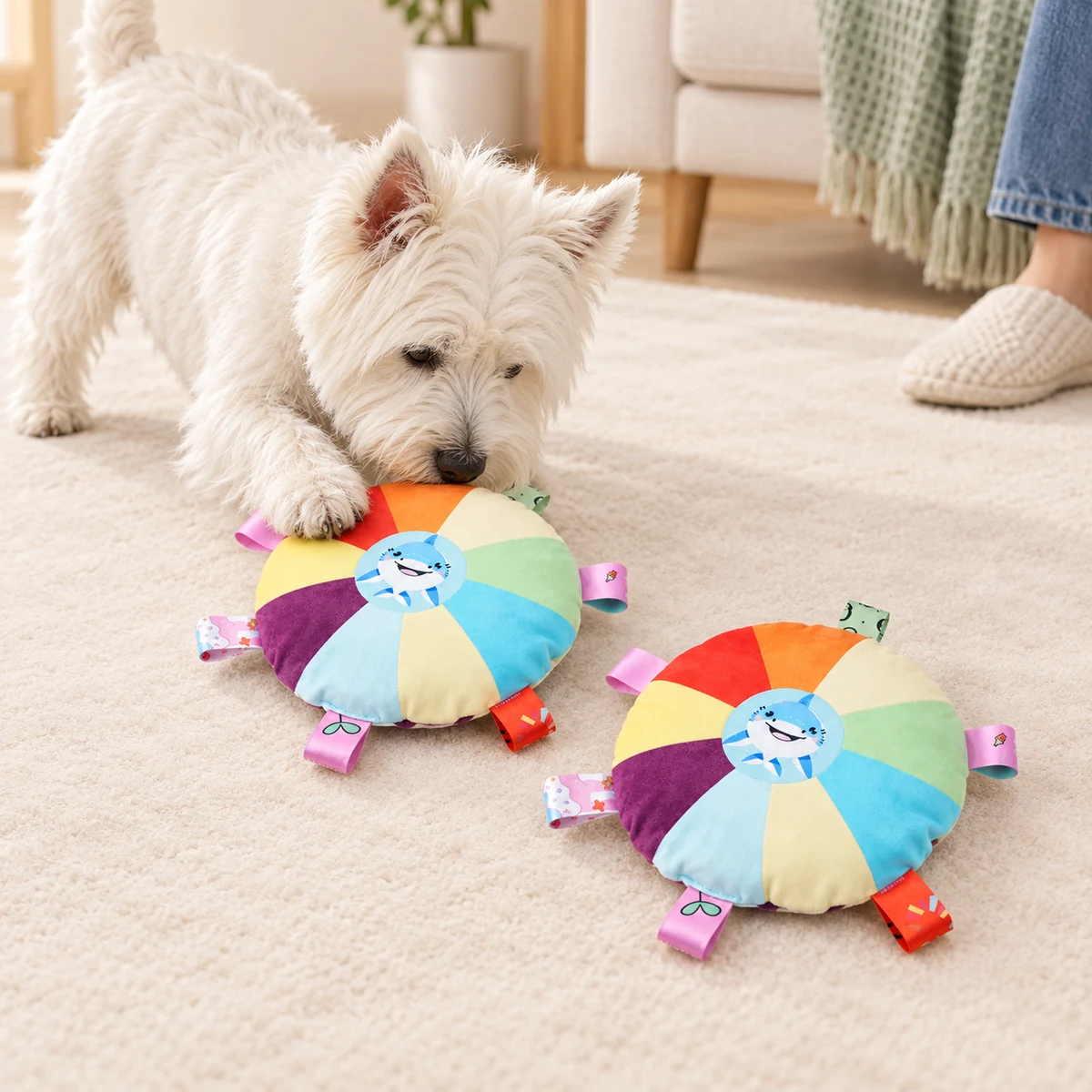 A West Highland terrier playing beside the two rainbow plush discs.